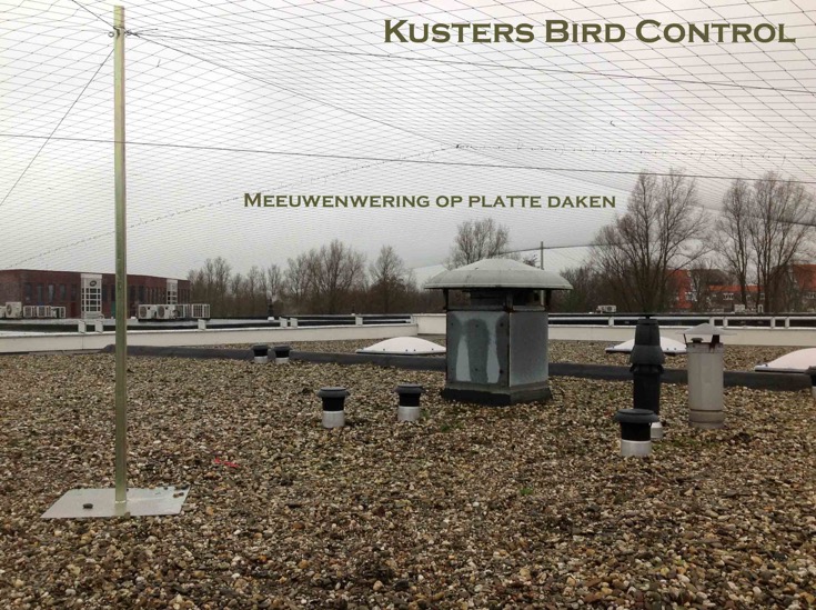 meeuwenwering op daken kusters bird control 17